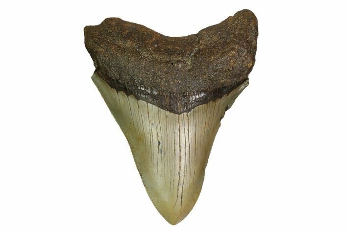 Serrated, Fossil Megalodon Tooth - North Carolina #160503